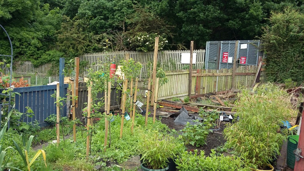 mini orchard 2