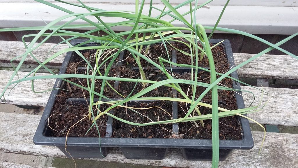 Tray full of baby leeks