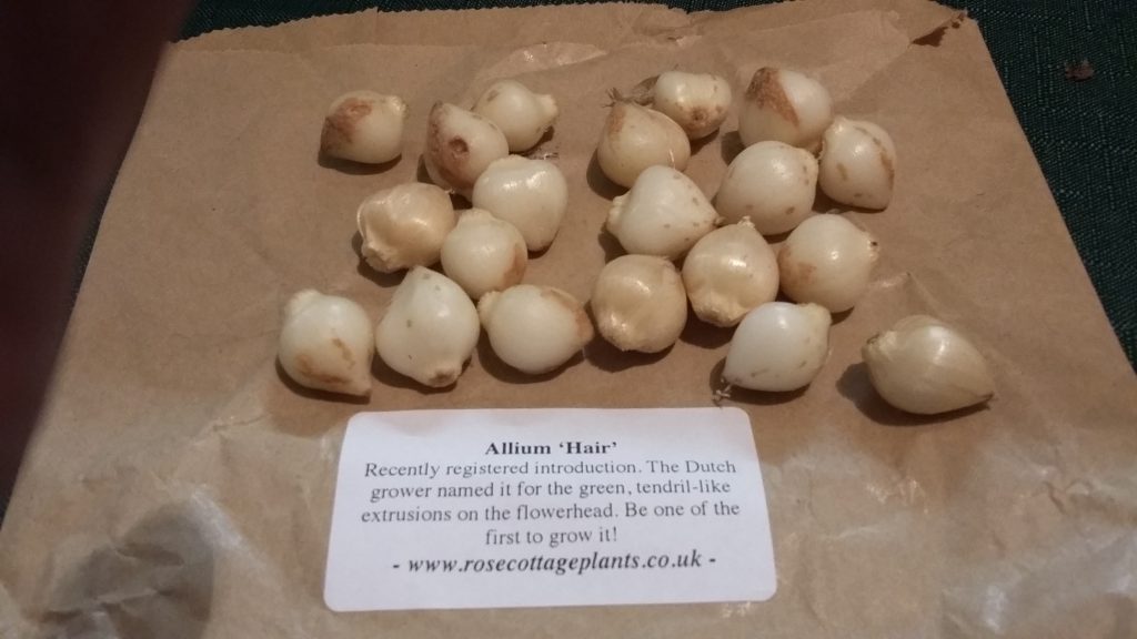 crow-garlic-bulbs-oct-15-2016