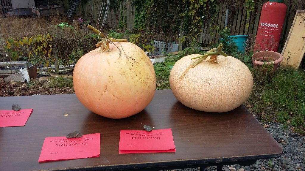 pumpkins-4th-5th