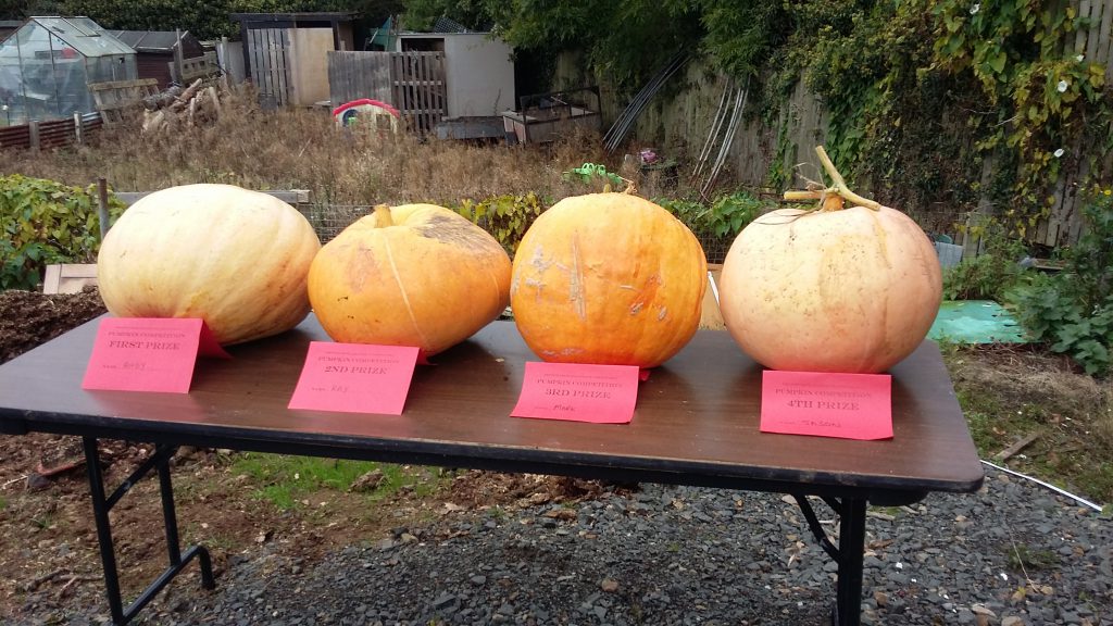 pumpkins-winning-table